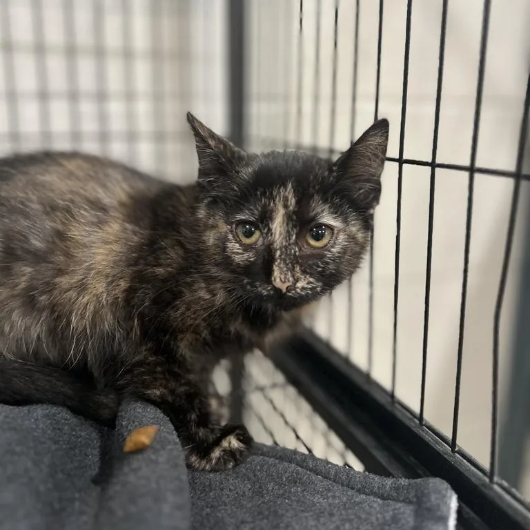 A baby small-sized female Domestic Short Hair cat named Ruby for adoption in Jackson, MI