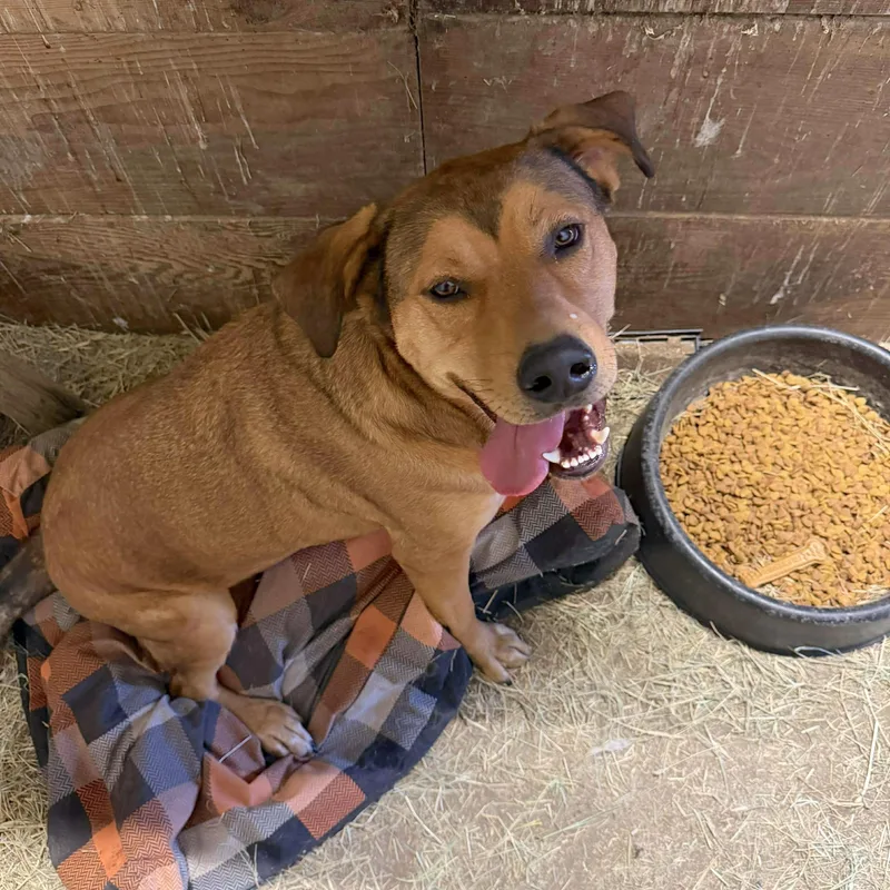 Butter Bean thumbnail 2