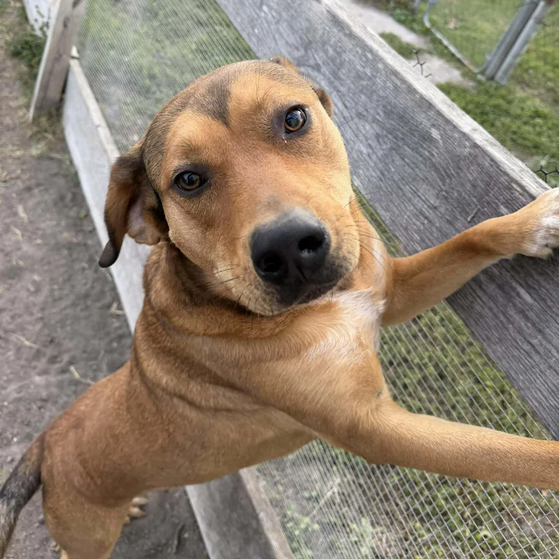 Butter Bean thumbnail 4