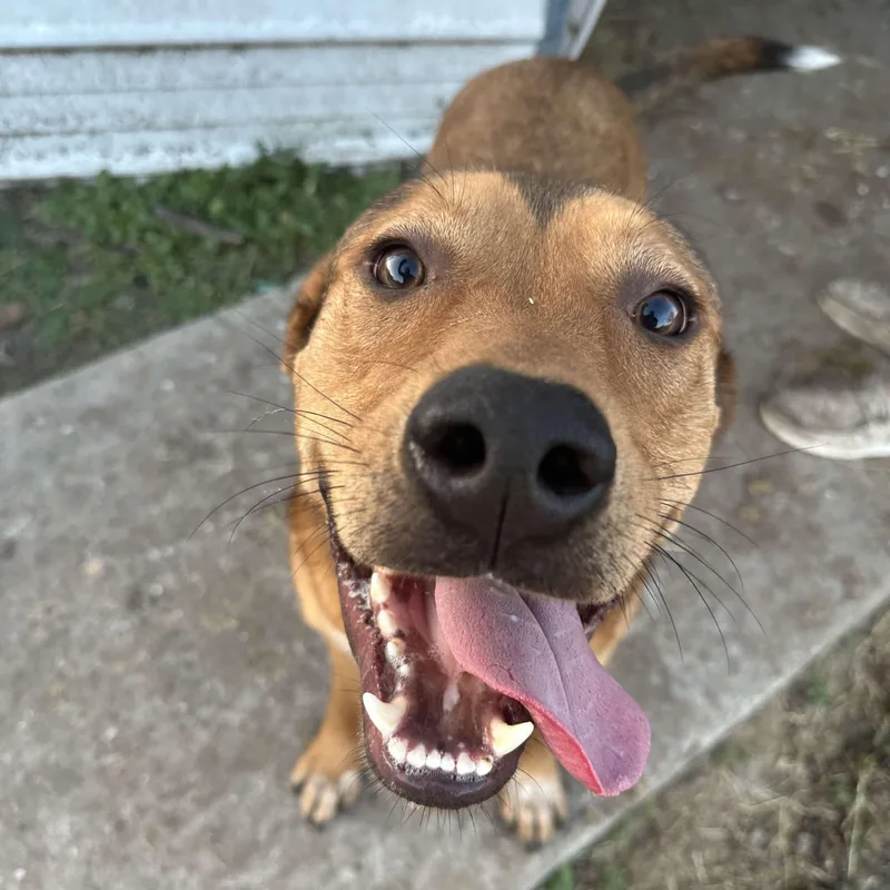 An adult large-sized male Golden Shepherd dog named Butter Bean for adoption in Corpus Christi, TX