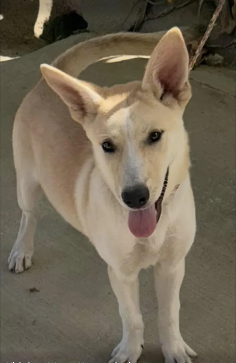A young medium-sized female Apricot / Beige Husky dog named Aspen for adoption in Vicksburg, MS