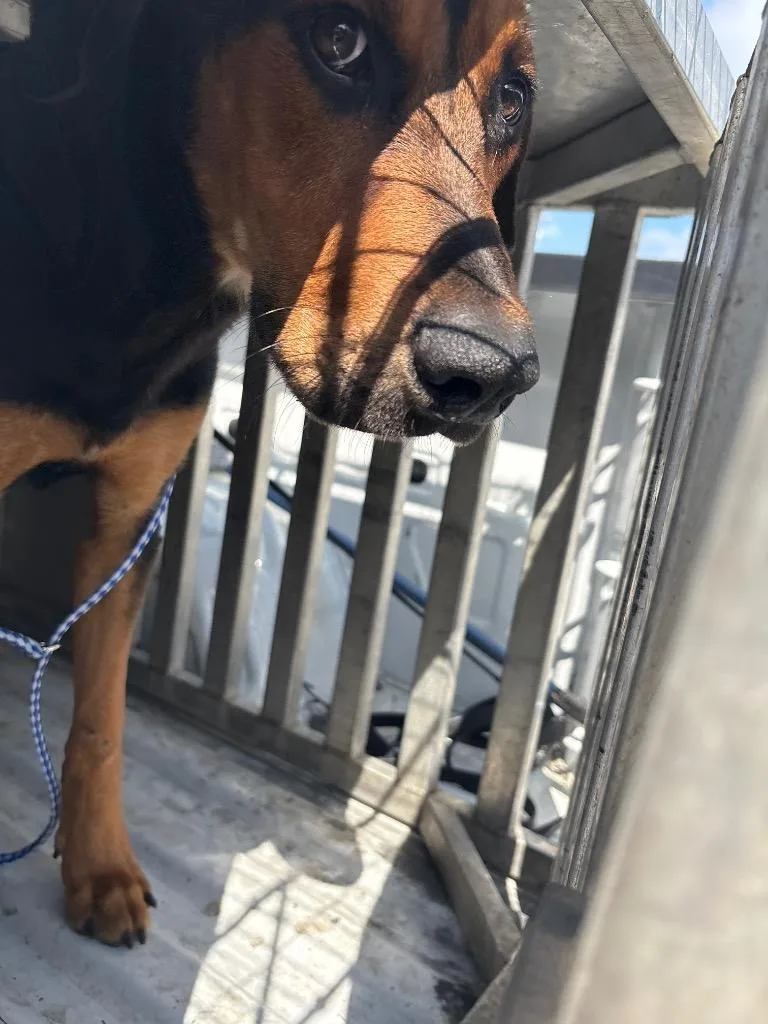 A young medium-sized male Mixed Breed dog named Durant for adoption in Effingham, SC