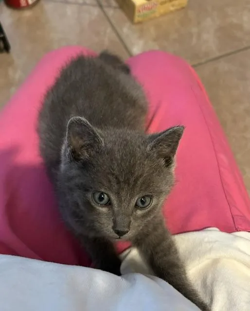 A baby medium-sized male Gray / Blue / Silver Domestic Short Hair cat named Kiwi bonded to Mango for adoption in Portland, OR