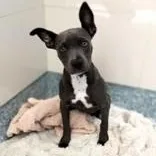 A baby medium-sized female Mixed Breed dog named SwayZee for adoption in Santa Cruz, CA