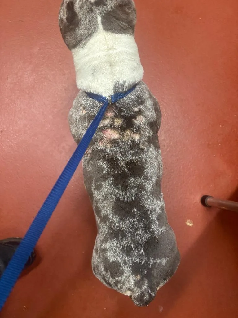 A young medium-sized female Pit Bull Terrier dog named Jules for adoption in Douglasville, GA