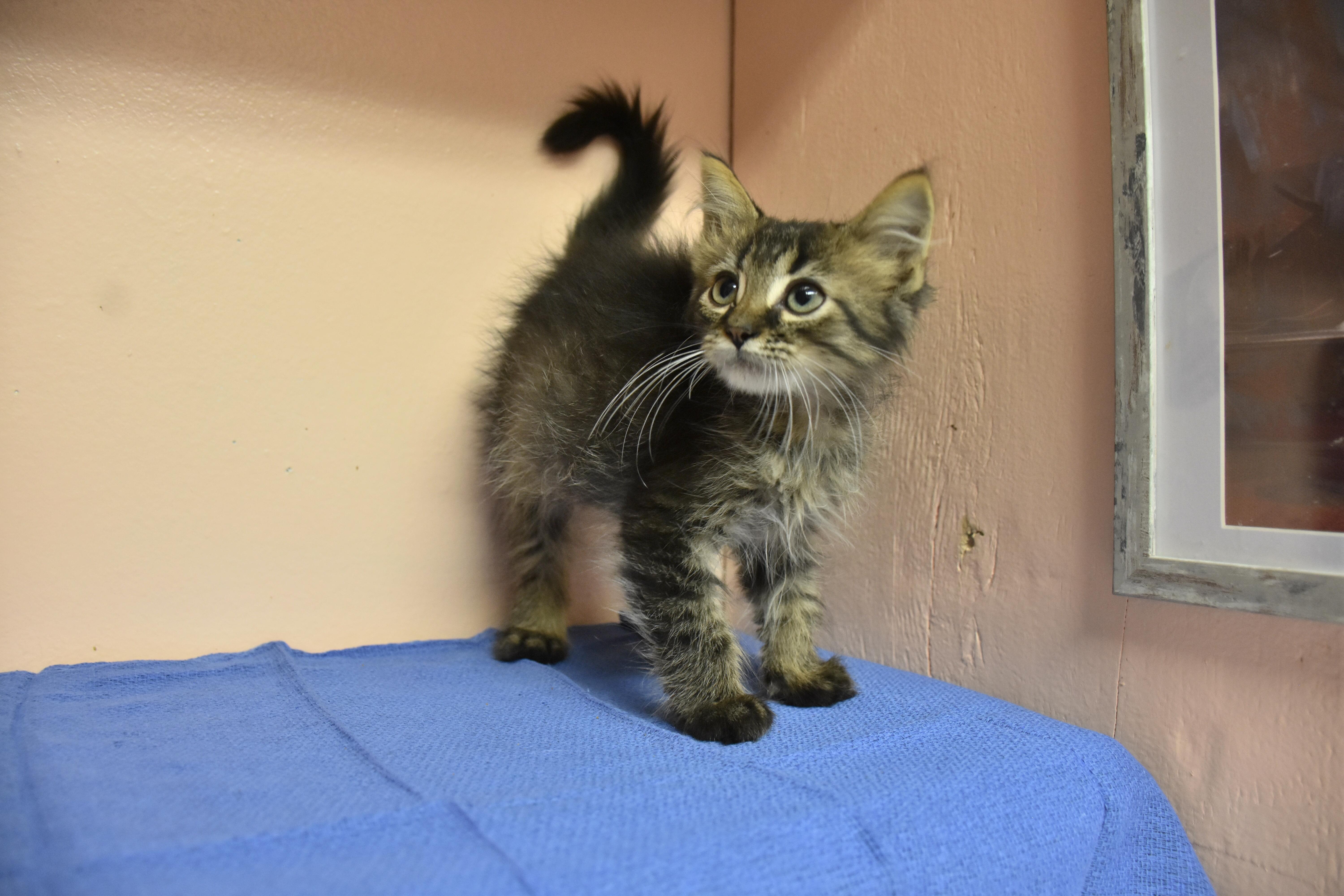 A baby small-sized male Domestic Medium Hair cat named Stanley for adoption in North Judson, IN