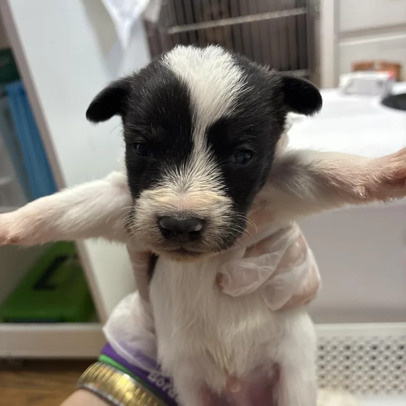A baby small-sized male Apricot / Beige Terrier dog named Freddy Fazbear for adoption in Northbrook, IL