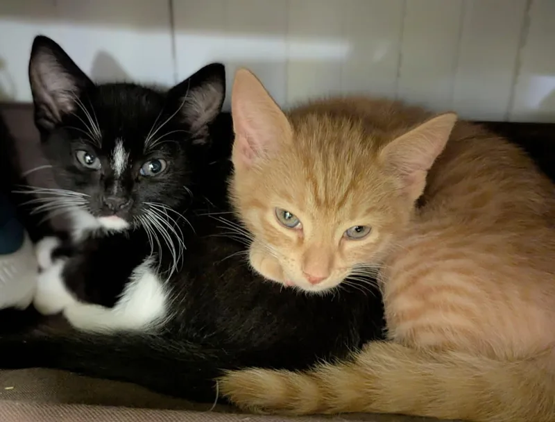 Pomni And Zooble thumbnail 2