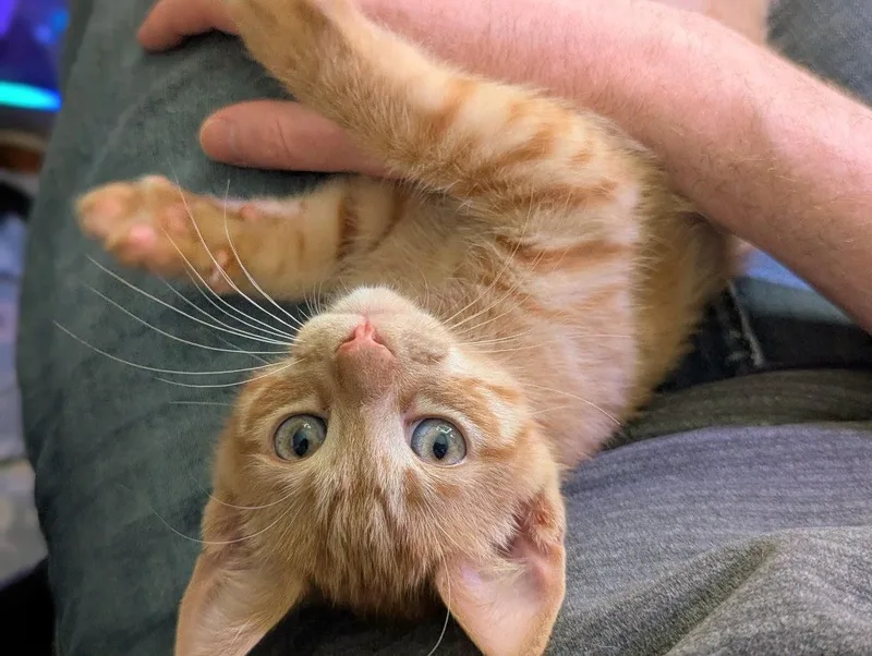 Pomni And Zooble thumbnail 3