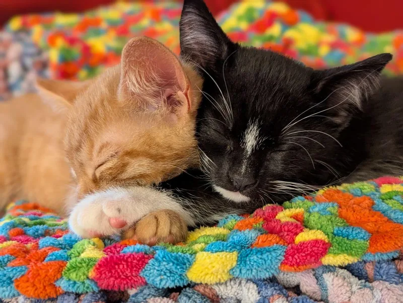 Pomni And Zooble thumbnail 4