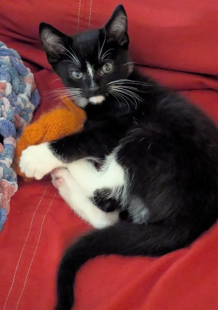 Pomni And Zooble thumbnail 5