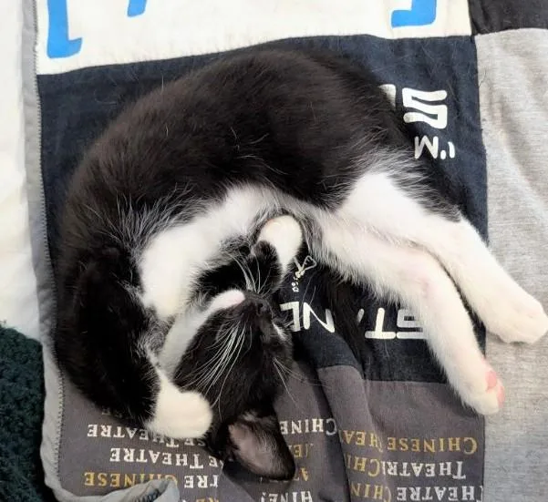 Pomni And Zooble thumbnail 6