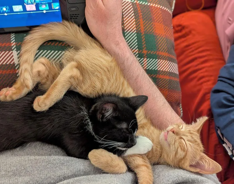 A baby medium-sized male Black & White / Tuxedo Domestic Short Hair cat named Pomni And Zooble for adoption in Melrose, MA