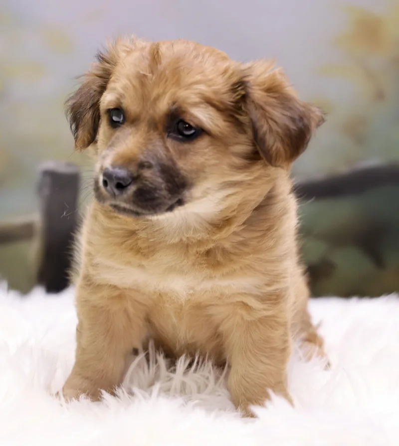 Rosey's Puppy Denali
