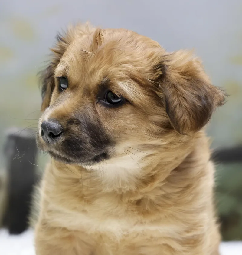 Rosey's Puppy Denali thumbnail 2
