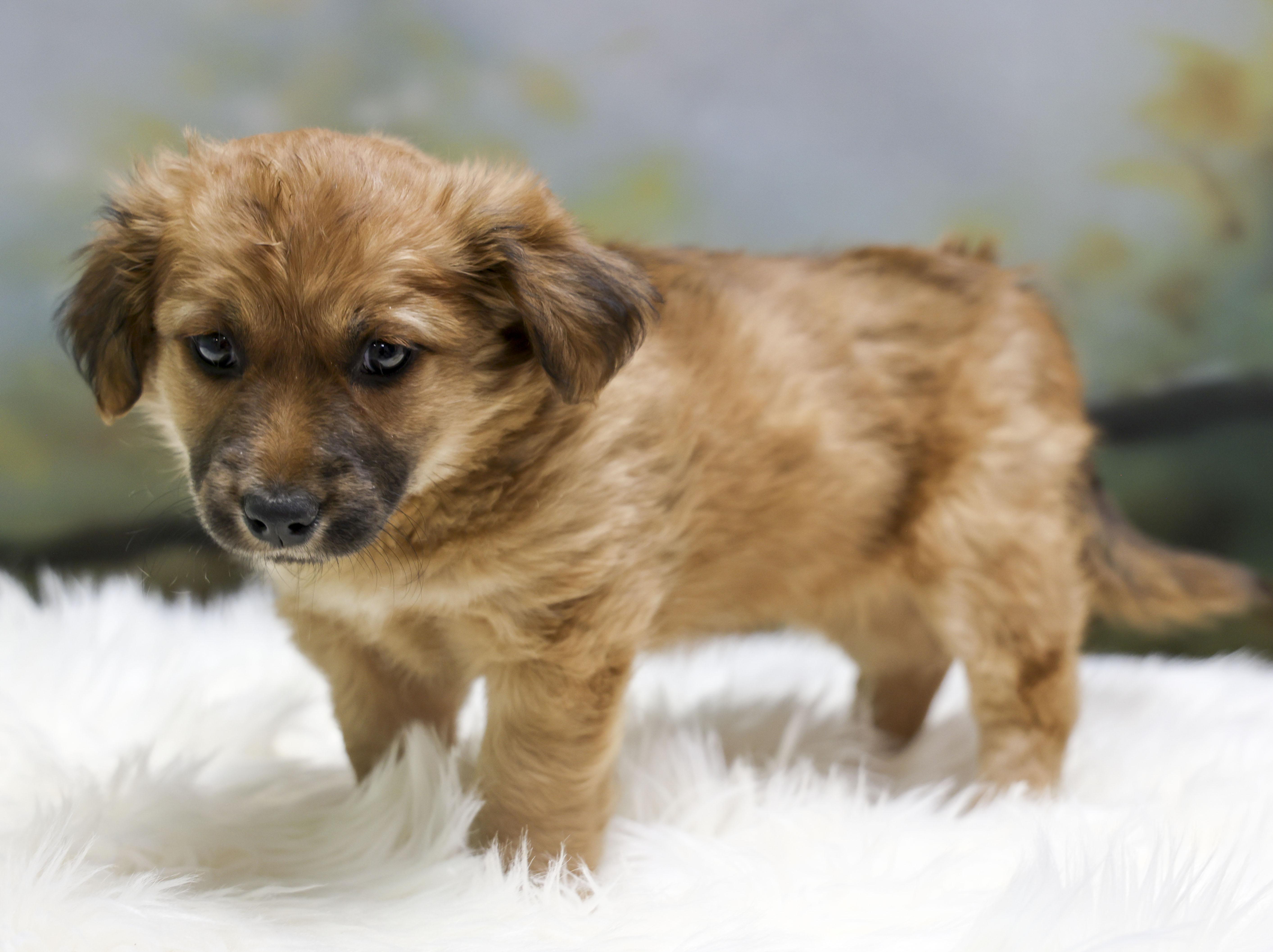 Rosey's Puppy Denali thumbnail 3