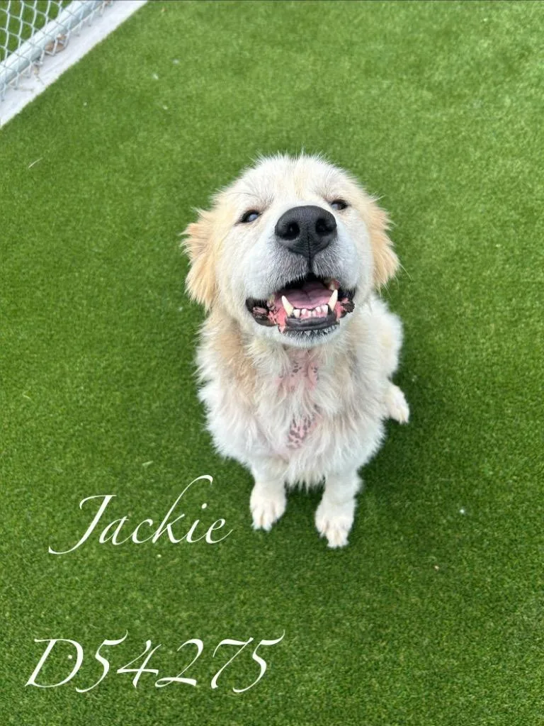 Jackie