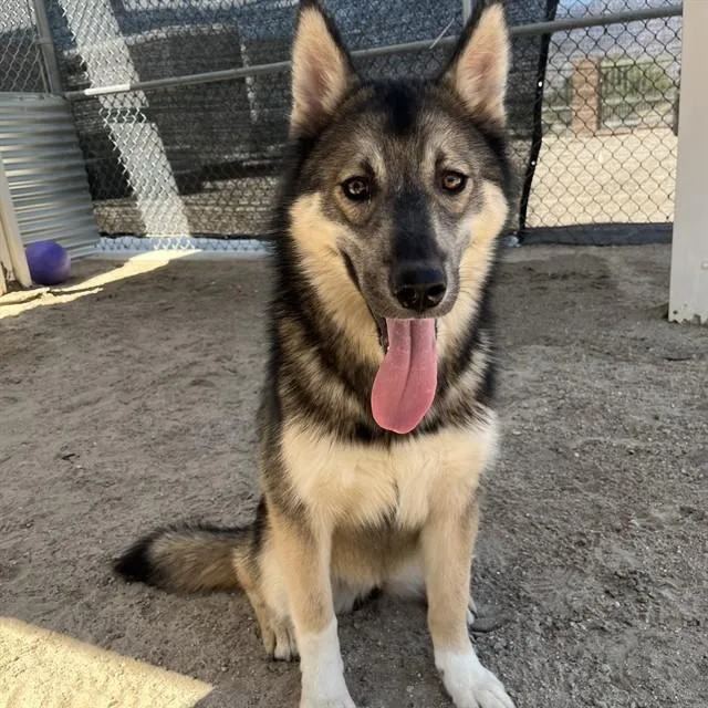 A young medium-sized female Shepherd dog named Eva for adoption in Thousand Palms, CA