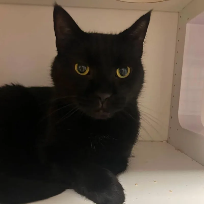 A senior small-sized male Black Domestic Short Hair cat named Pixel for adoption in Long Island City, NY