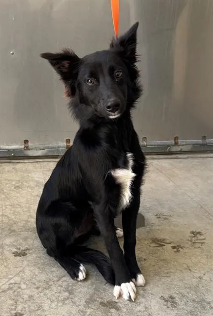 A young medium-sized female Border Collie dog named Daphne for adoption in Salinas, CA