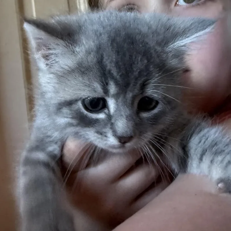 A baby small-sized male Gray / Blue / Silver Domestic Short Hair cat named Penguin for adoption in Silver Spring, MD