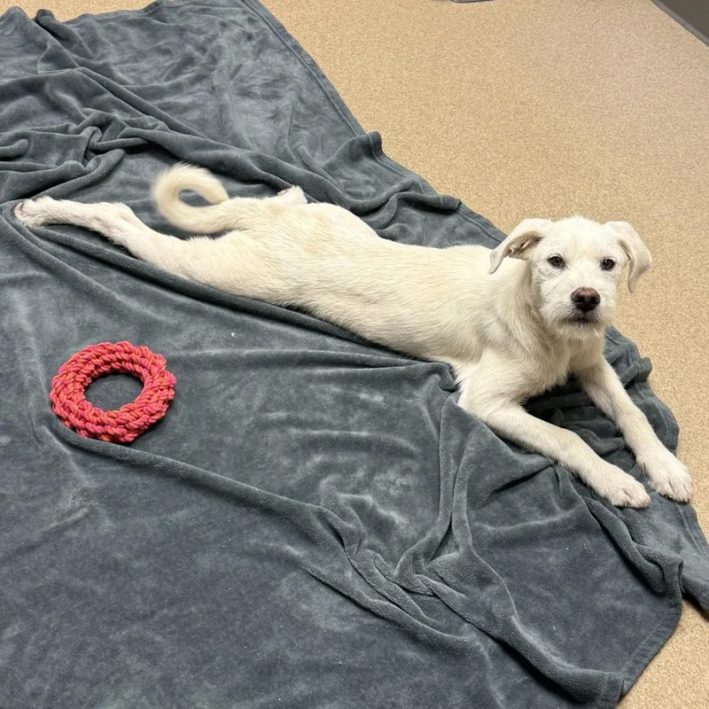 A baby medium-sized male Mixed Breed dog named Nox for adoption in Brenham, TX