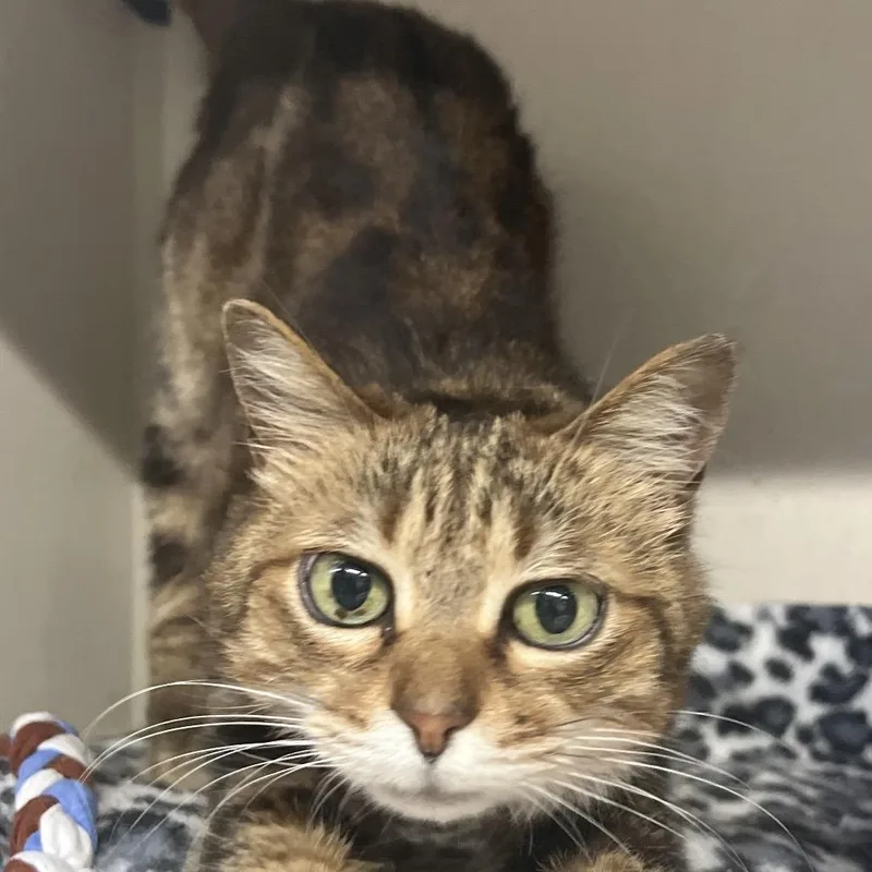 A senior small-sized female Gray / Blue / Silver Domestic Short Hair cat named Bella for adoption in Summerville, SC