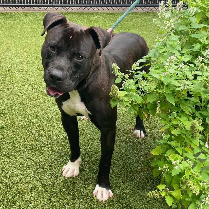 An adult medium-sized male Black Pit Bull Terrier dog named Grilled Cheese for adoption in Greensboro, NC