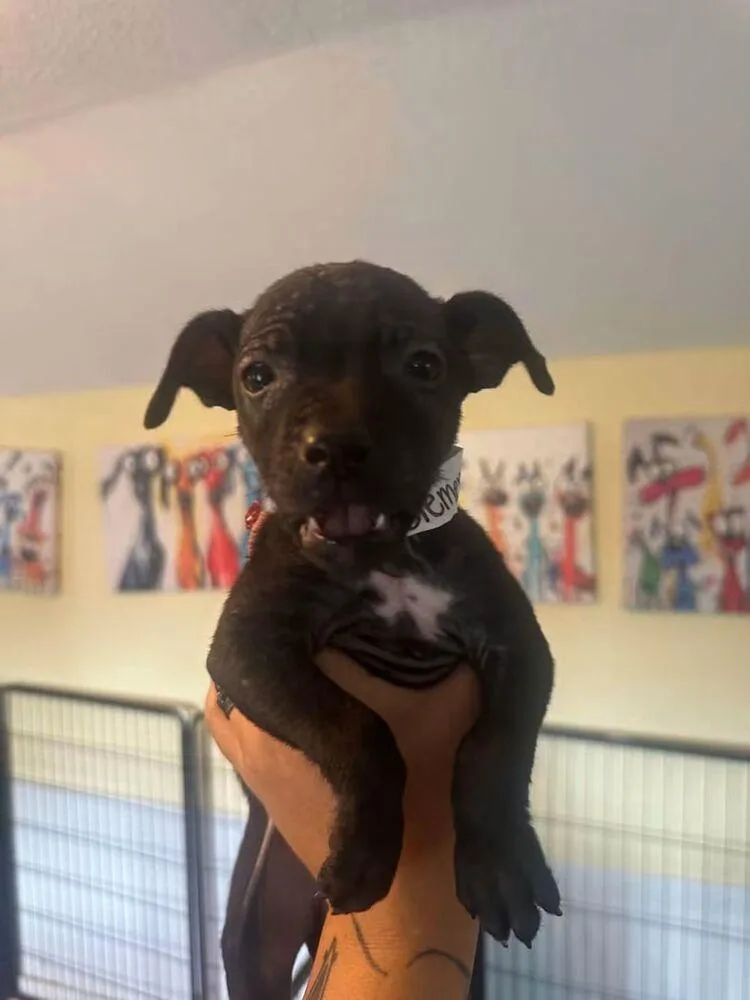 A baby small-sized female Black American Bulldog dog named Clementine for adoption in Lakeland, FL