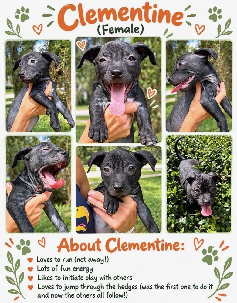Clementine thumbnail 2