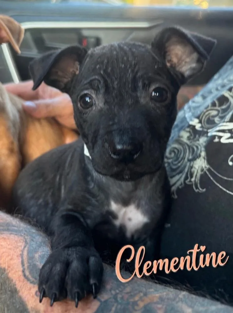 Clementine thumbnail 3
