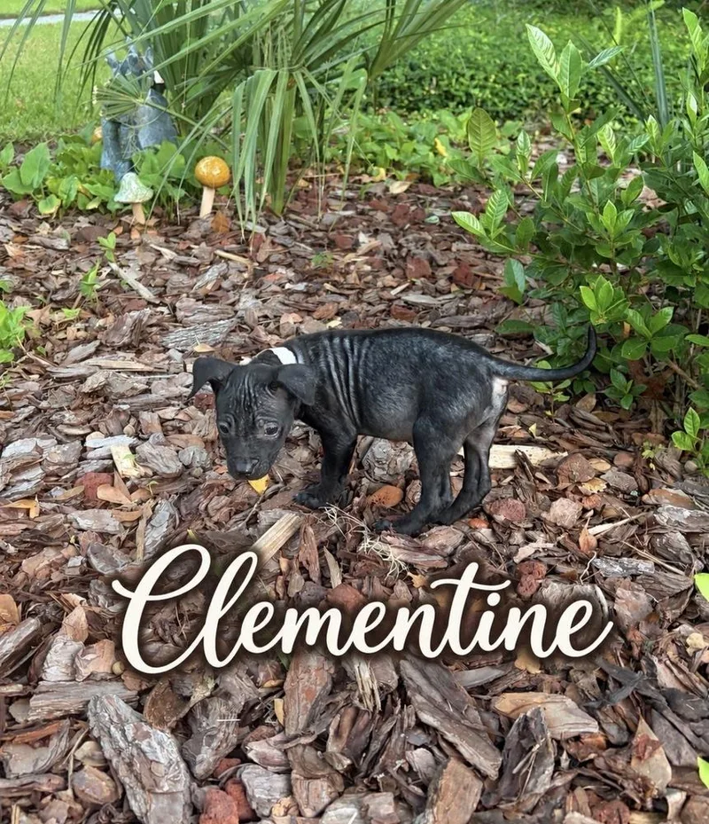 Clementine thumbnail 5