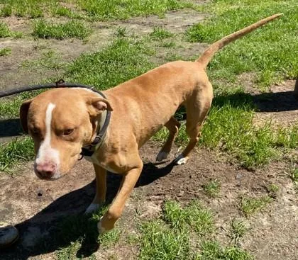 Cottontail thumbnail 2