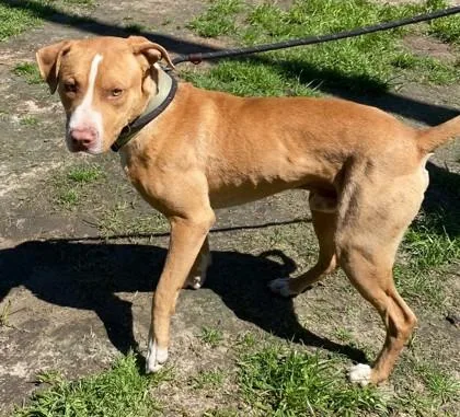 Cottontail thumbnail 3