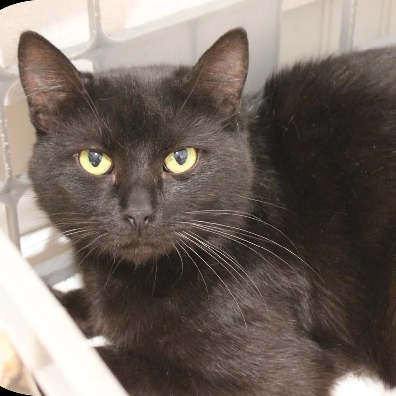 An adult medium-sized male Black Domestic Short Hair cat named Baxter for adoption in Amelia, OH