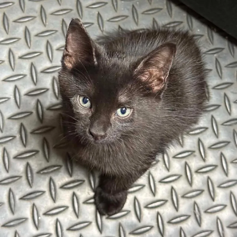 A baby small-sized female Black American Shorthair cat named Bear for adoption in Valdosta , GA