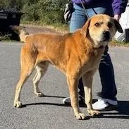 A young large-sized male Red / Chestnut / Orange Shepherd dog named Enzo for adoption in Honesdale, PA