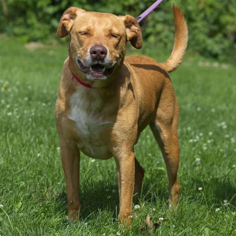 An adult large-sized male Yellow / Tan / Blond / Fawn Labrador Retriever dog named Bart for adoption in South Elgin, IL