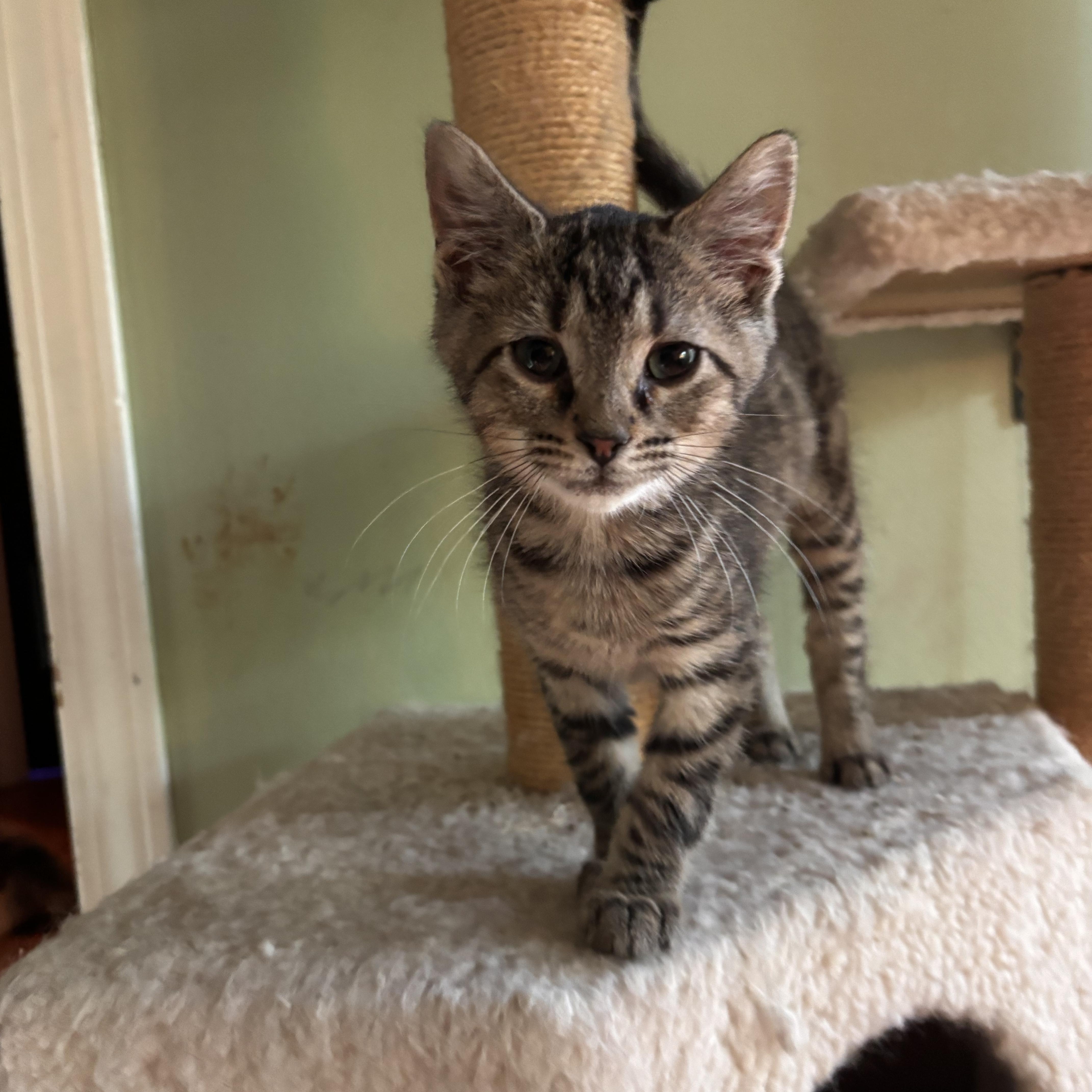 A baby small-sized female Tabby (Brown / Chocolate) Domestic Short Hair cat named Unicorn for adoption in Woodlawn, TN