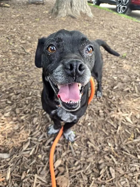 An adult small-sized male Patterdale Terrier / Fell Terrier dog named Rocko for adoption in Olivette, MO