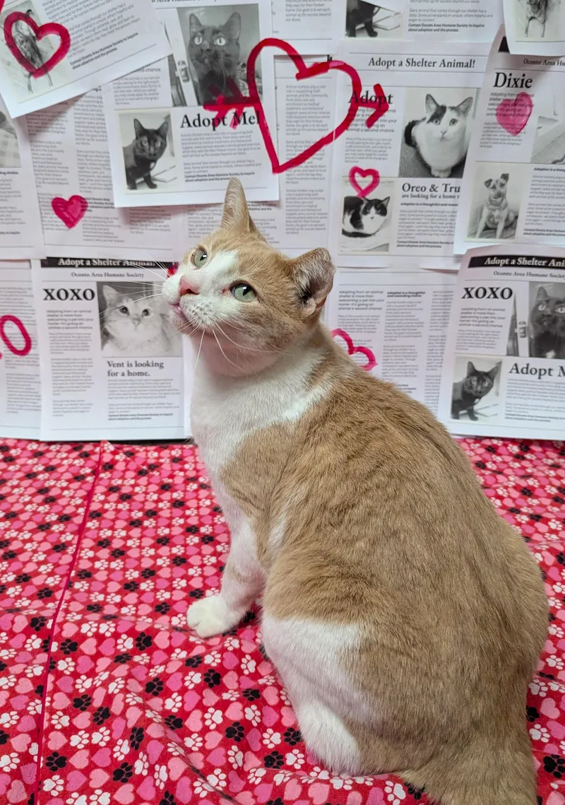 An adult medium-sized male Domestic Short Hair cat named Jack for adoption in Oconto, WI