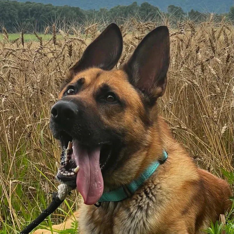 An adult large-sized male Yellow / Tan / Blond / Fawn German Shepherd Dog dog named Yeezy for adoption in New Ringgold, PA