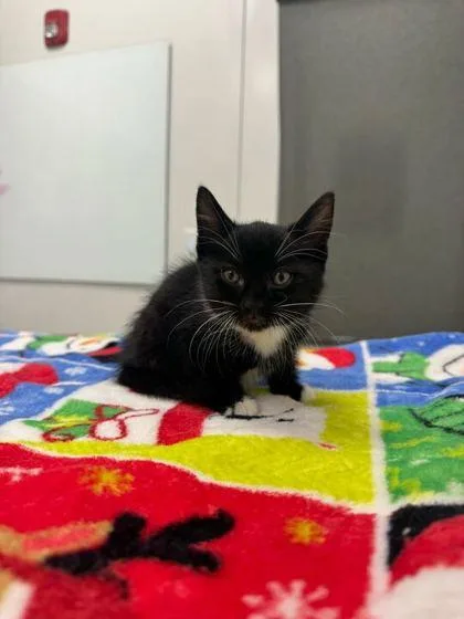 A baby small-sized male Black Domestic Short Hair cat named Spanky for adoption in Kansas City, MO