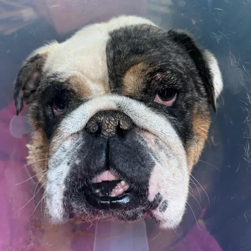 An adult small-sized female Black English Bulldog dog named HACCStray for adoption in Henderson, NV