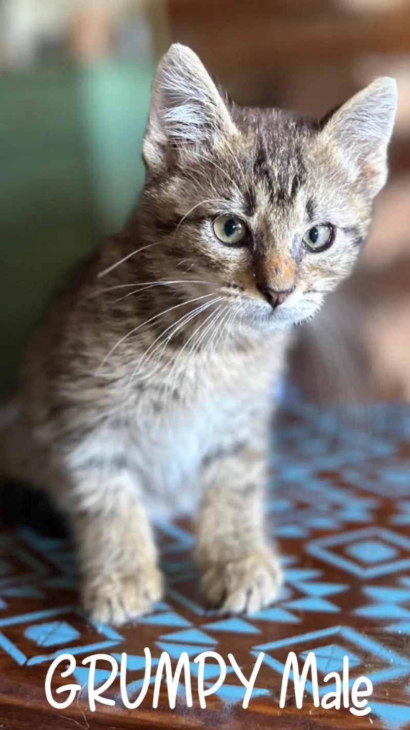 A baby medium-sized male Tabby (Buff / Tan / Fawn) Domestic Short Hair cat named Grumpy for adoption in White Lake, MI