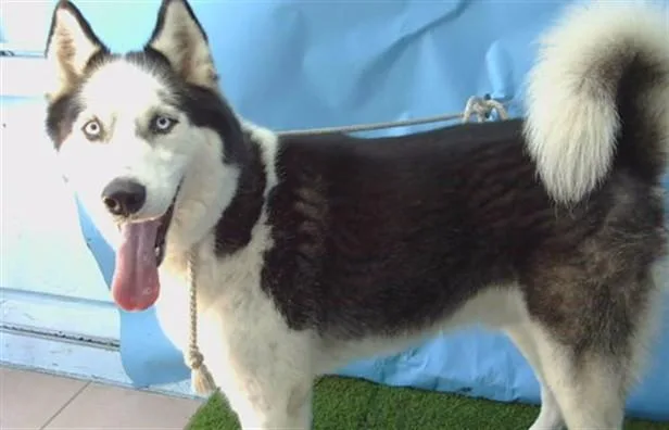 An adult large-sized male Siberian Husky dog named Goofy for adoption in Gardena, CA