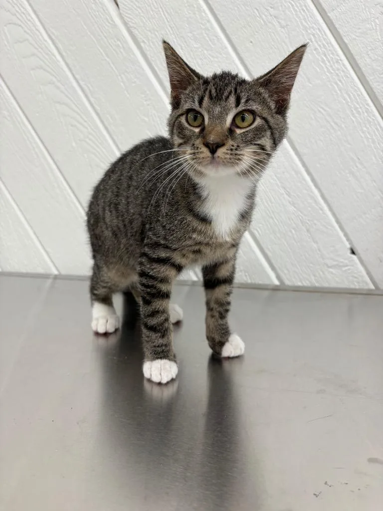 A baby medium-sized male Domestic Short Hair cat named Woody for adoption in Findlay, OH