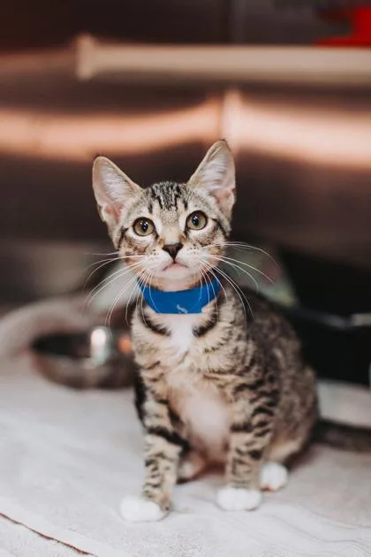 A young small-sized male Domestic Short Hair cat named A Birch for adoption in North Charleston, SC