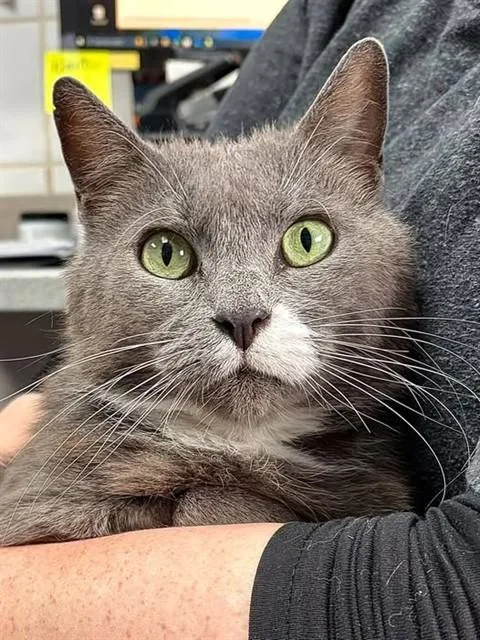 An adult medium-sized female Domestic Short Hair cat named Ellie for adoption in Canfield, OH