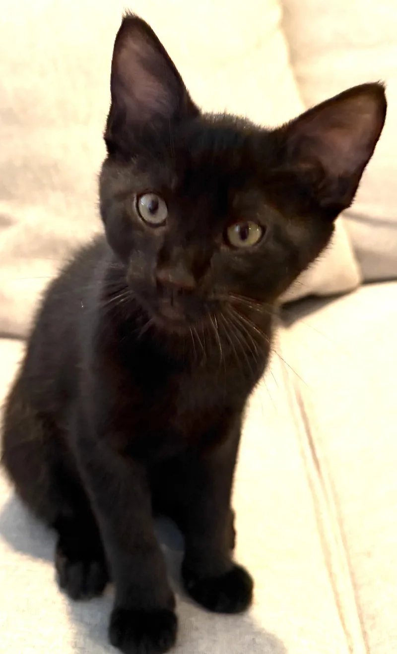 A baby medium-sized male Domestic Short Hair cat named Tarragon for adoption in Othello, WA